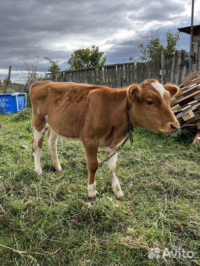 Телка 3.5 месяца