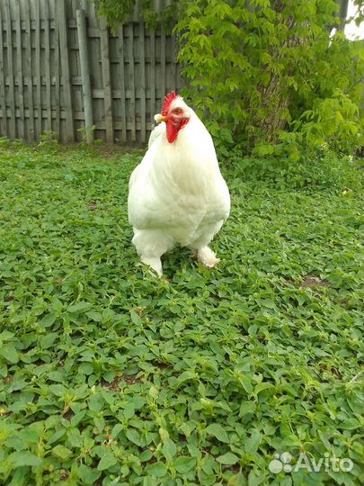 Петух, гуси