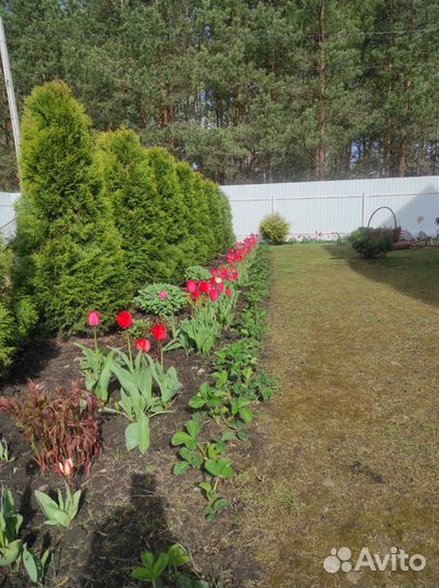 Туя Смарагд