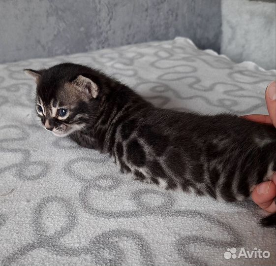 Угольный бенгал котенок