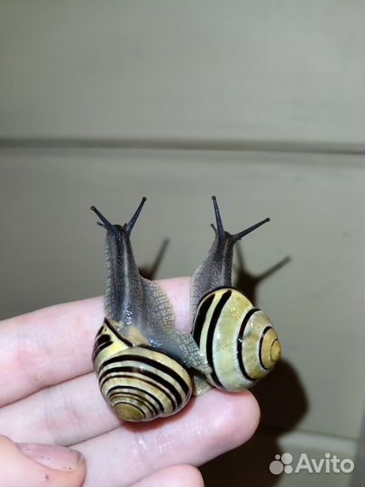 Улитка Цепея взрослые