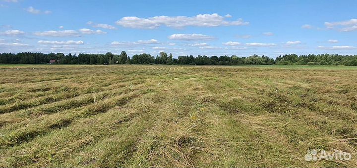 Сено луговое с клевером