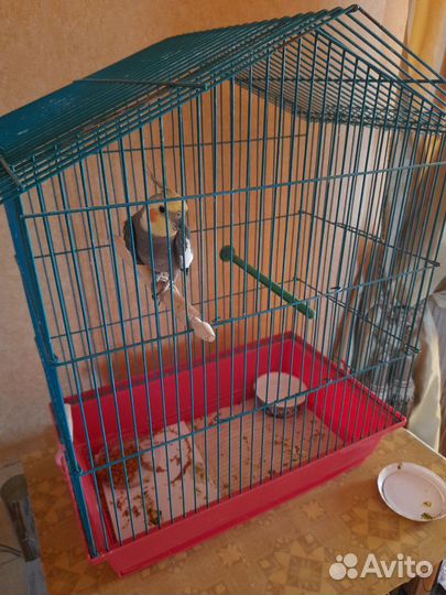 Попугай корелла с клеткой