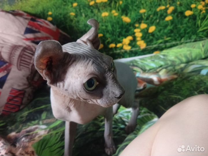 Канадский сфинкс эльф