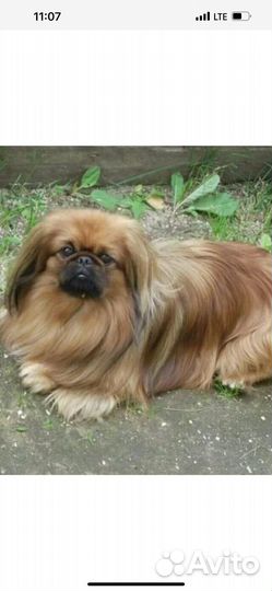 Щеночки метисы пекинеса и шпица