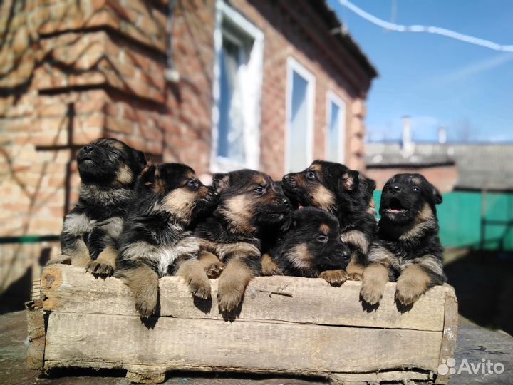 Щенки немецкой овчарки