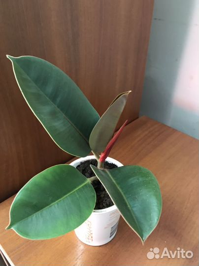 Фикус каучуконосный