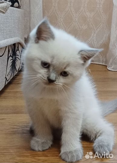 Шотландская