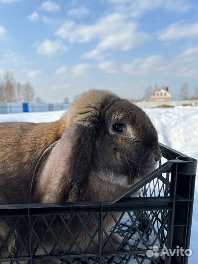 Кролик породы французский баран