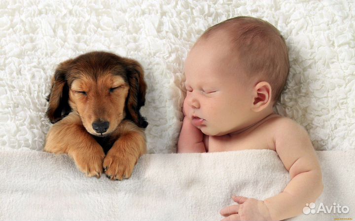 Няня на час и более Губернский