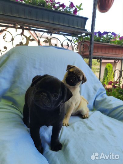 Щенки мопса