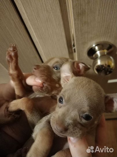 Щенки русский той-терьер