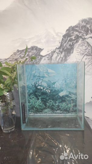 Аквариум, отсадник