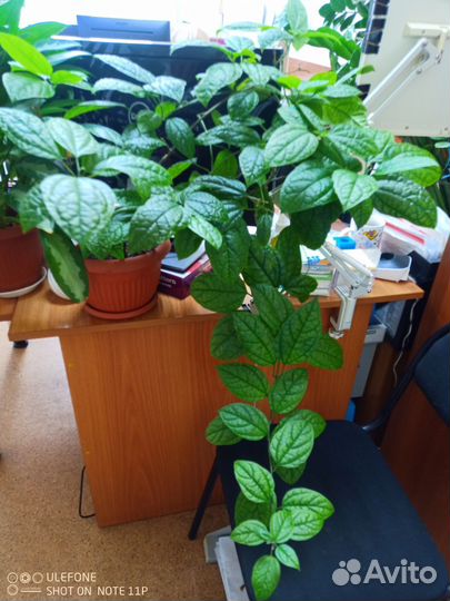 Клеродендрум