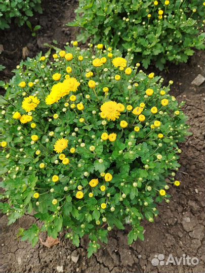 Хризантемы мультифлора