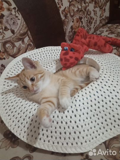 Отдам котенка