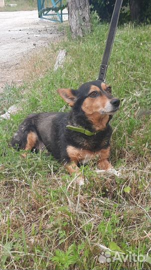 Крошка Мусечка