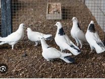Бакинские бойные голуби