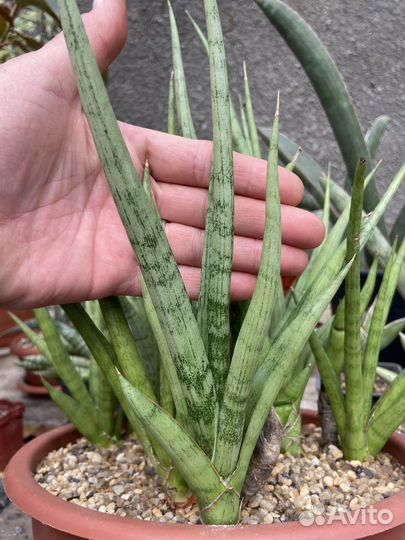 Сансевиерия S. cv “Lady Charm”