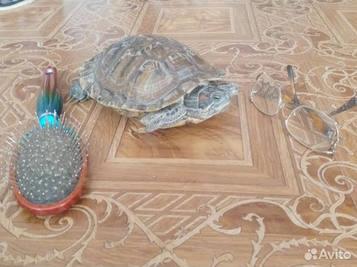 Красноухая черепаха самка