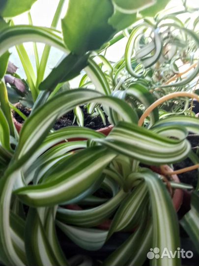 Хлорофитум