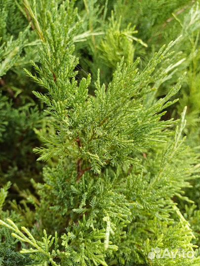 Можжевельник