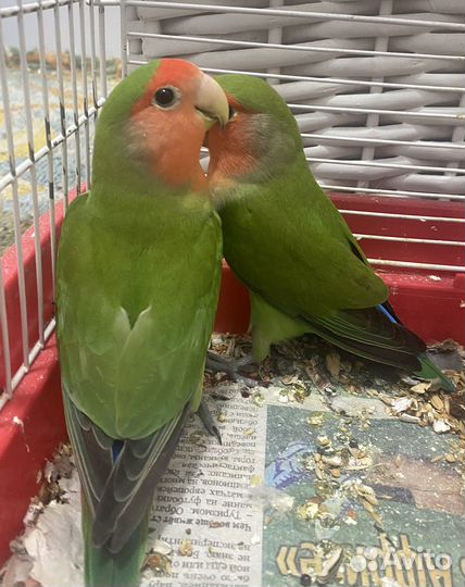 Неразлучники