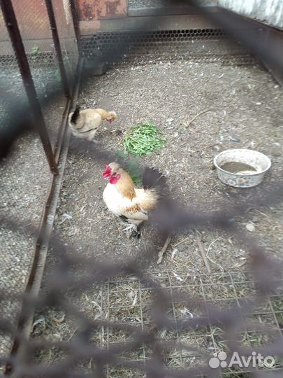 Куры бентамки