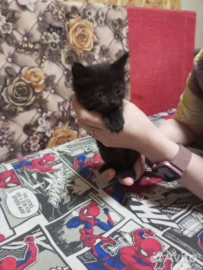 Отдам котят в добрые руки 2 мальчика и 2 девочки