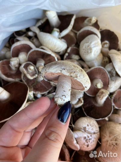 Грибы свежие шампиньоны лесные