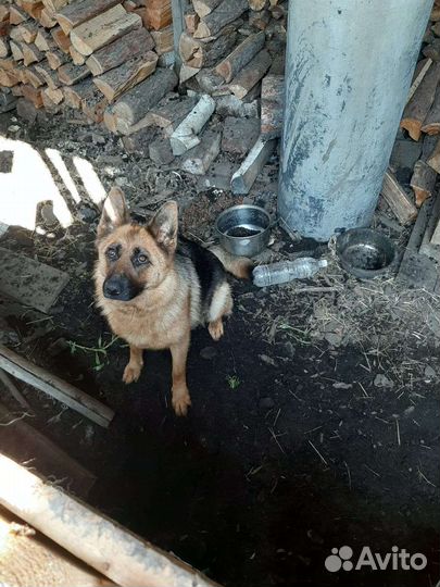 Собаки щенки немецкая овчарка
