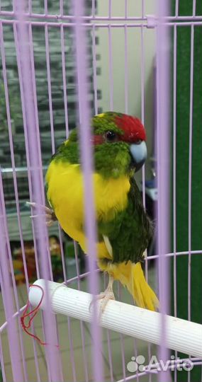 Озорник какарик