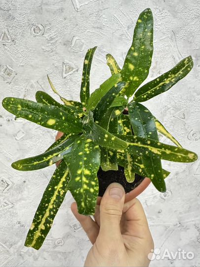 Кодиеум кротон, пёстролистный