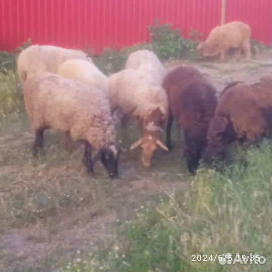 Овцы бараны