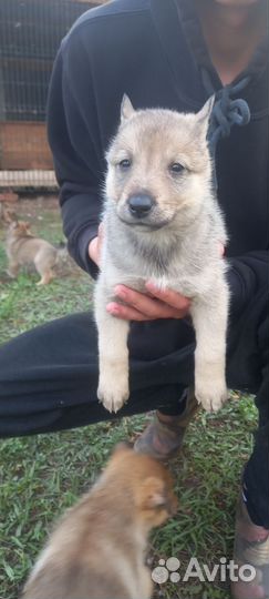 Щенки западно сибирской лайки