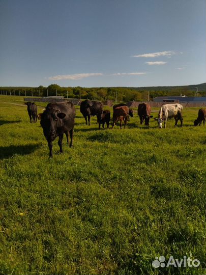 Коровы и быки