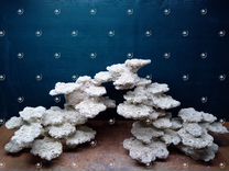 Керамика для морских аквариумов moredekore