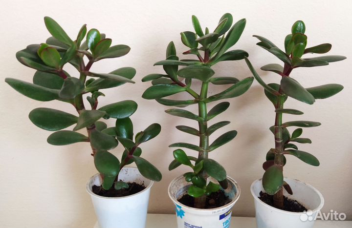 Денежное дерево