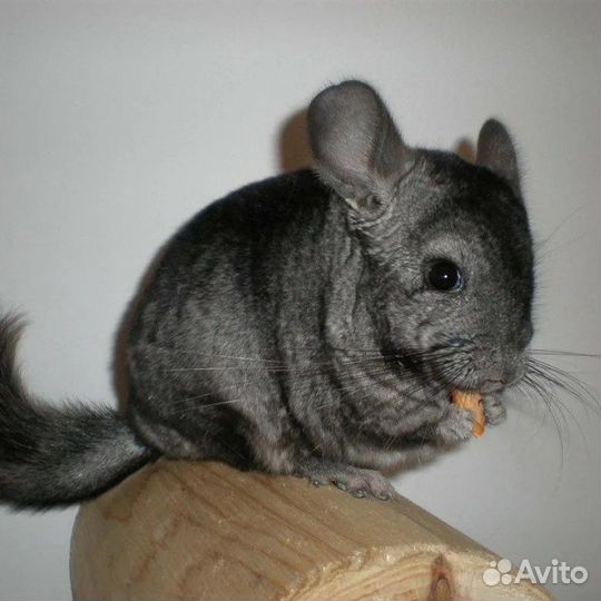 Шиншилла
