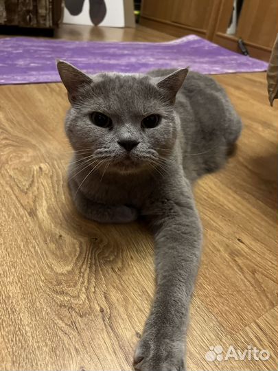 Британский кот