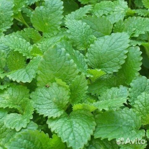 Мелисса (Лимонная мята) лекарственная Lemon Balm С