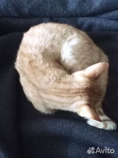 Рыжая кошка девочка в дар