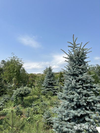 Голубые ели