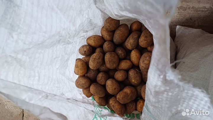 Продам картофель