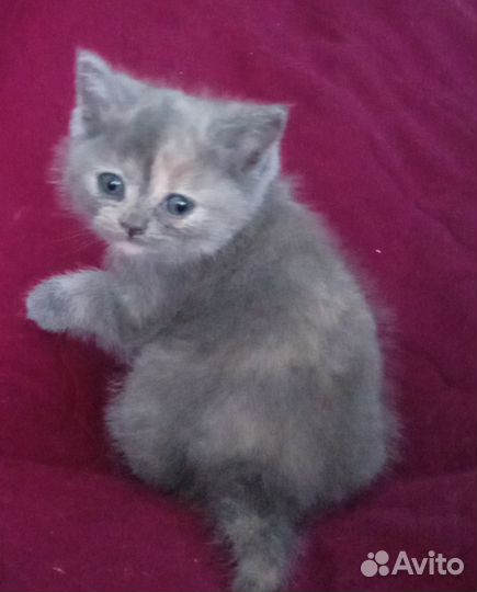 Кошка в дар бесплатно