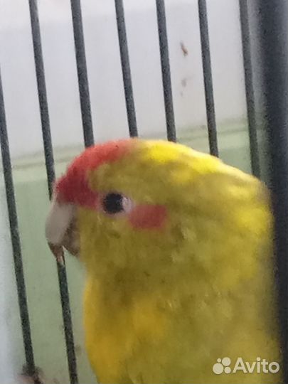 Попугай какарик
