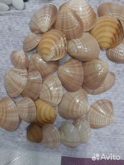 Ракушки