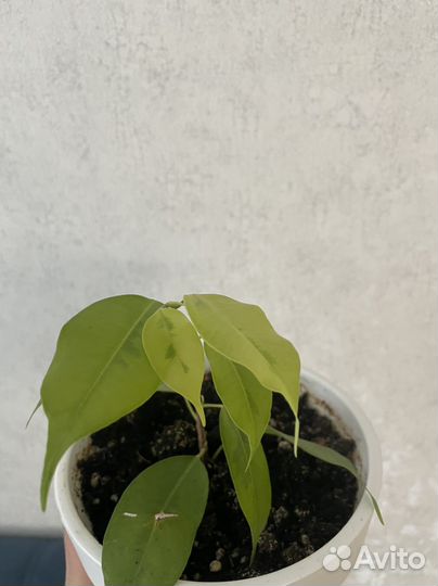 Фикус бенджамина