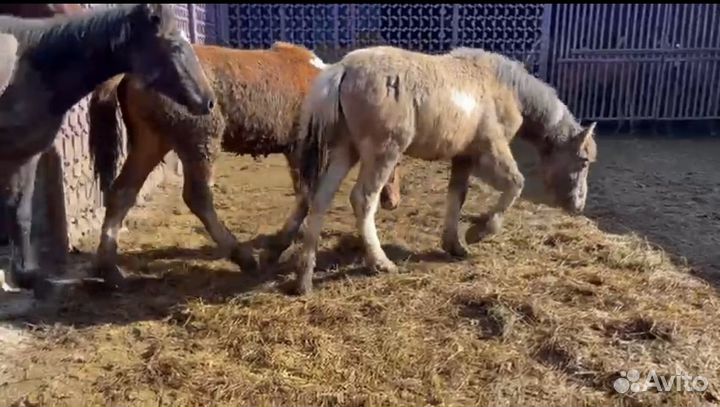 Продаю жеребят