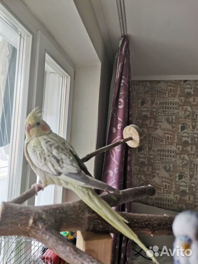 Попугай корелла птенец